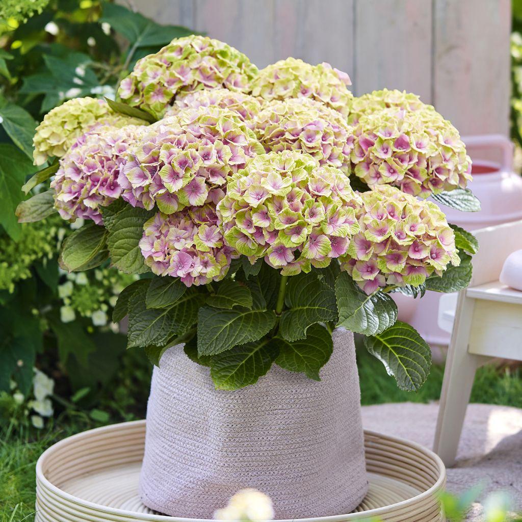 Hydrangea macrophylla Magical Jewel - Bolhortensia roze