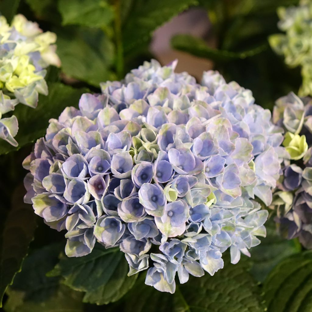 Hydrangea macrophylla Magical Revolution - Bolhortensia