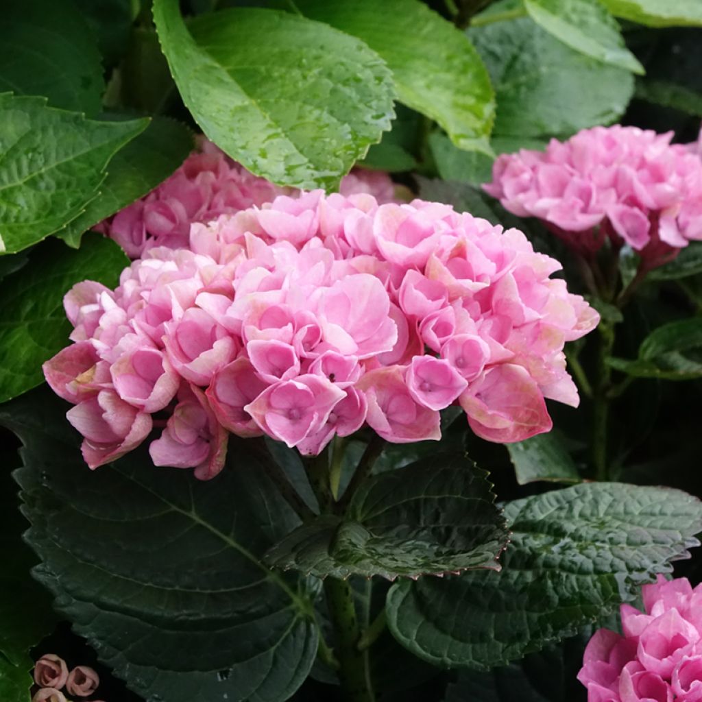 Hydrangea macrophylla Magical Revolution - Bolhortensia roze