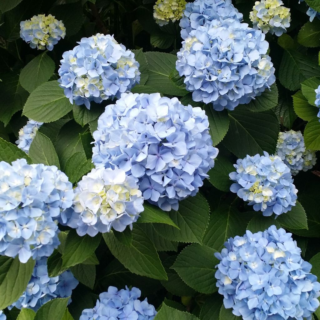 Hydrangea macrophylla Nikko Blue - Boerenhortensia