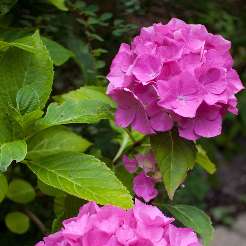 Hydrangea macrophylla Pia - Bolhortensia