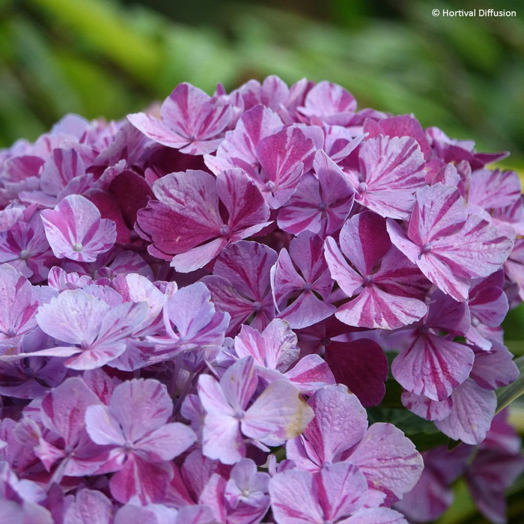 Hydrangea macrophylla Pinky Binder - Hortensia