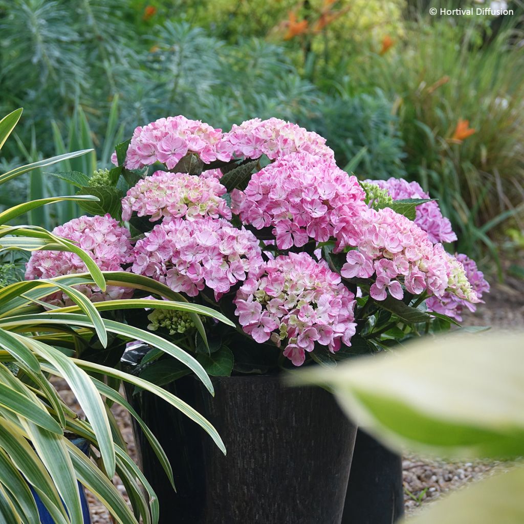 Hydrangea macrophylla Pinky Binder - Hortensia