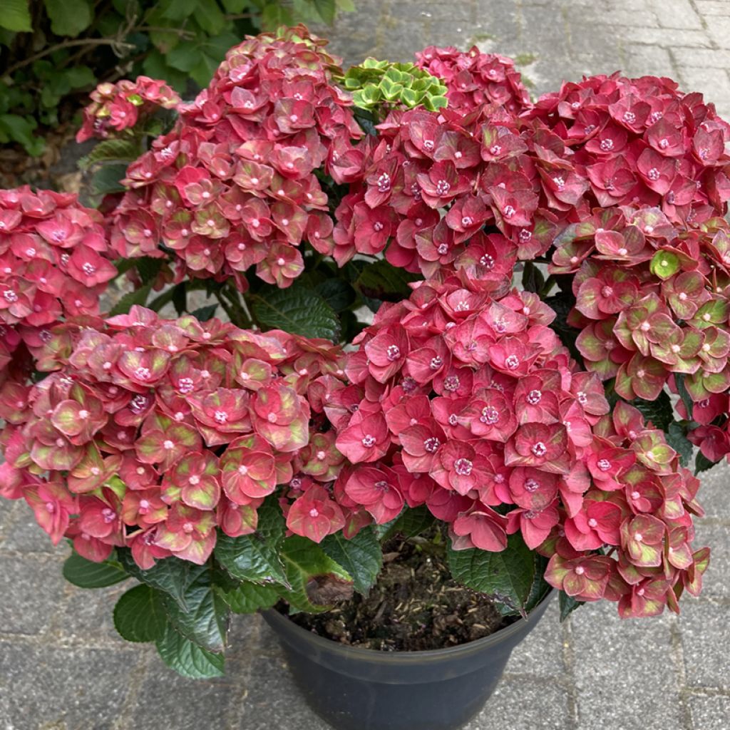 Hydrangea macrophylla Choco Love - Bolhortensia