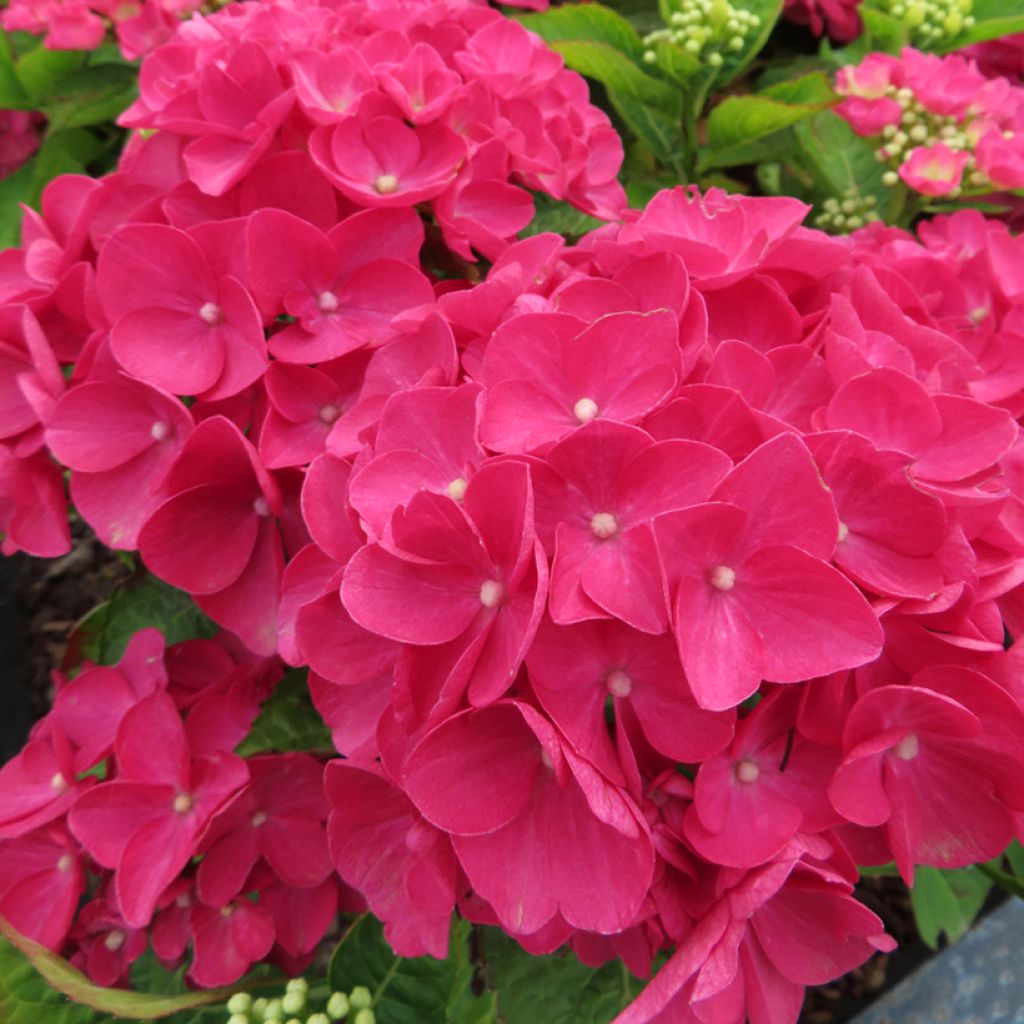 Hydrangea macrophylla Dark Pink Love - Bolhortensia