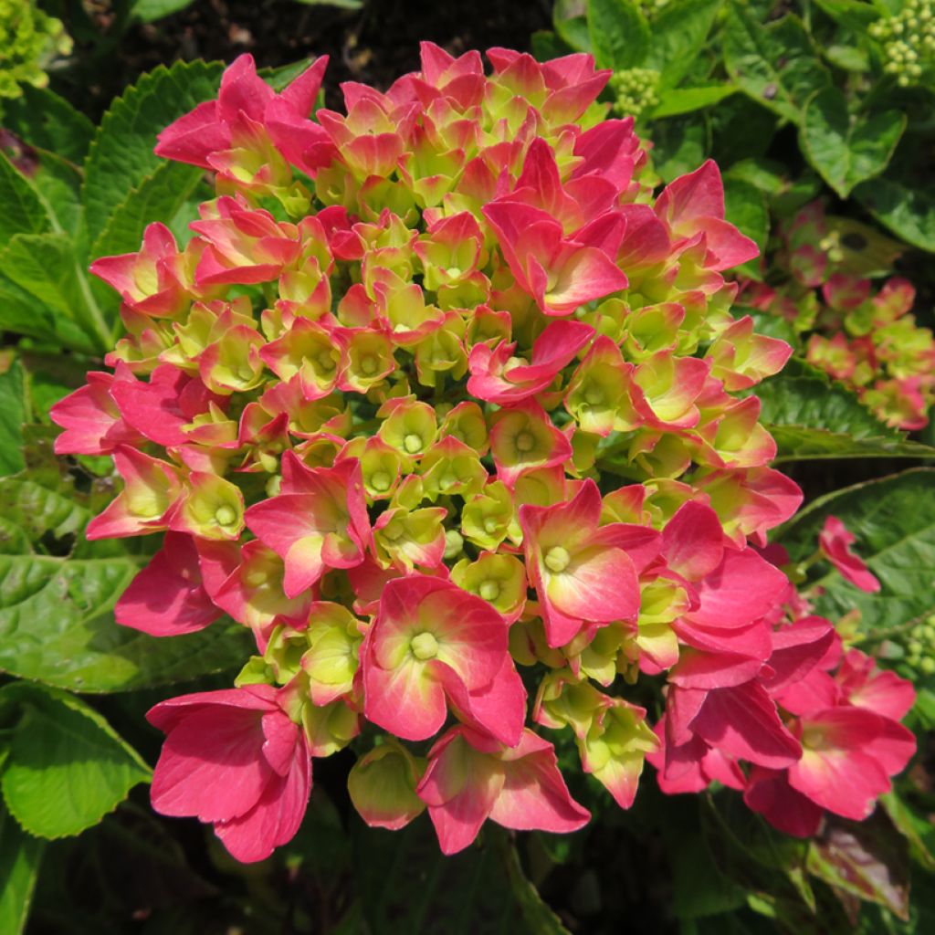Hydrangea macrophylla Dark Pink Love - Bolhortensia