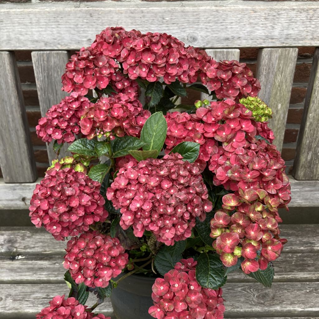 Hydrangea macrophylla Pistachio Love - Bolhortensia