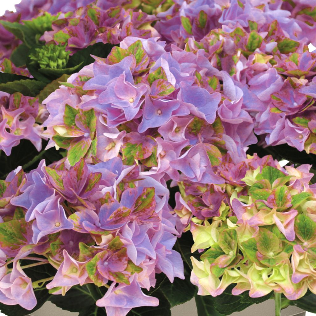 Hydrangea macrophylla Doppio Antico Fresco - Hortensia