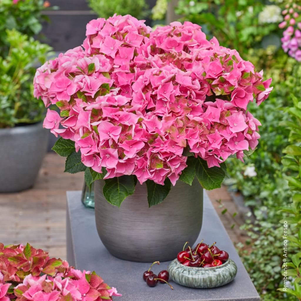 Hydrangea macrophylla Doppio Antico Fresco - Hortensia