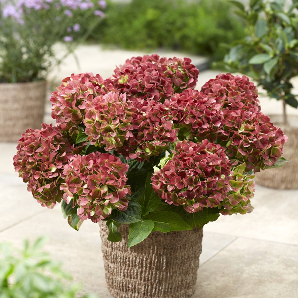Hydrangea macrophylla Bella Pesche - Hortensia