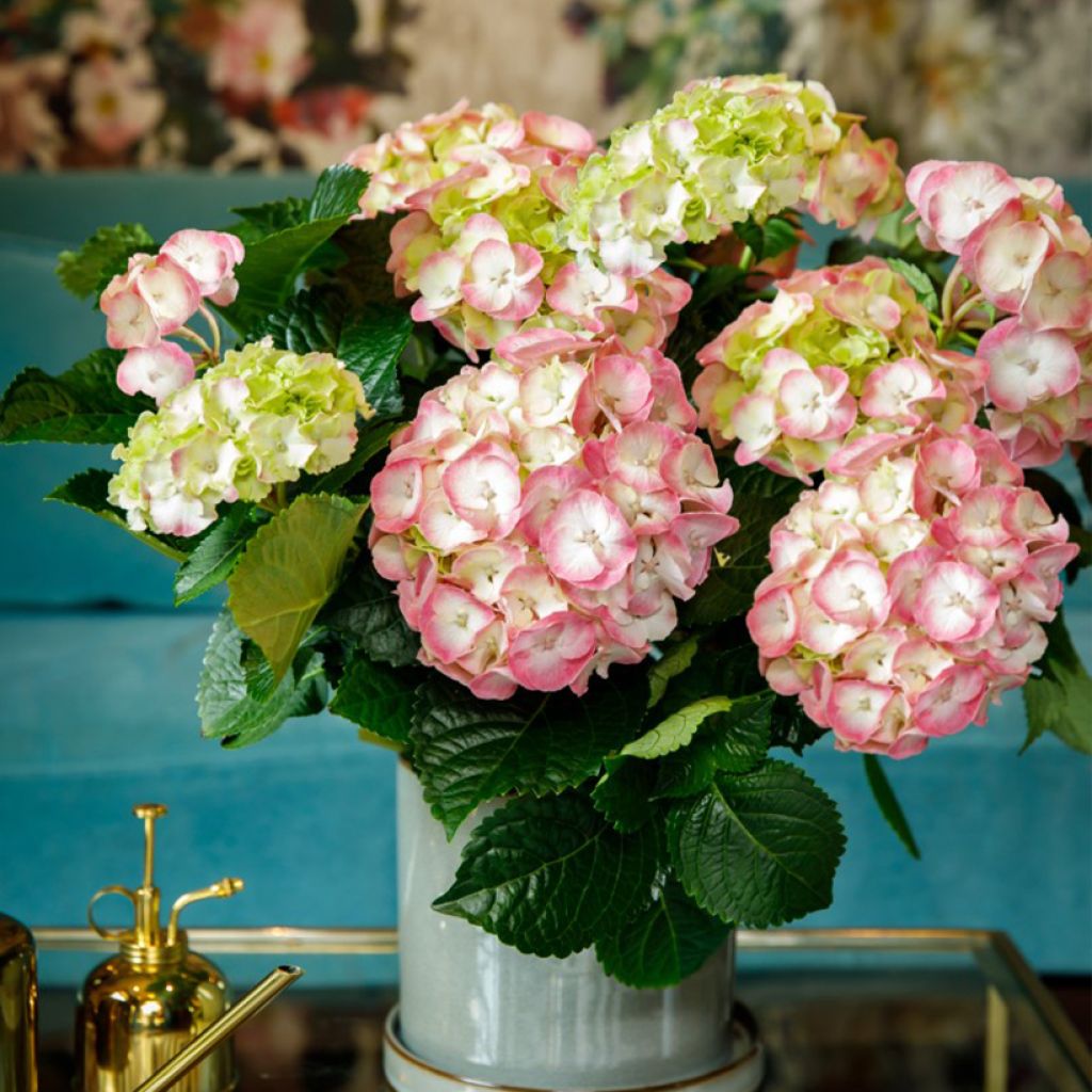 Hydrangea macrophylla Dolce Chic - Hortensia