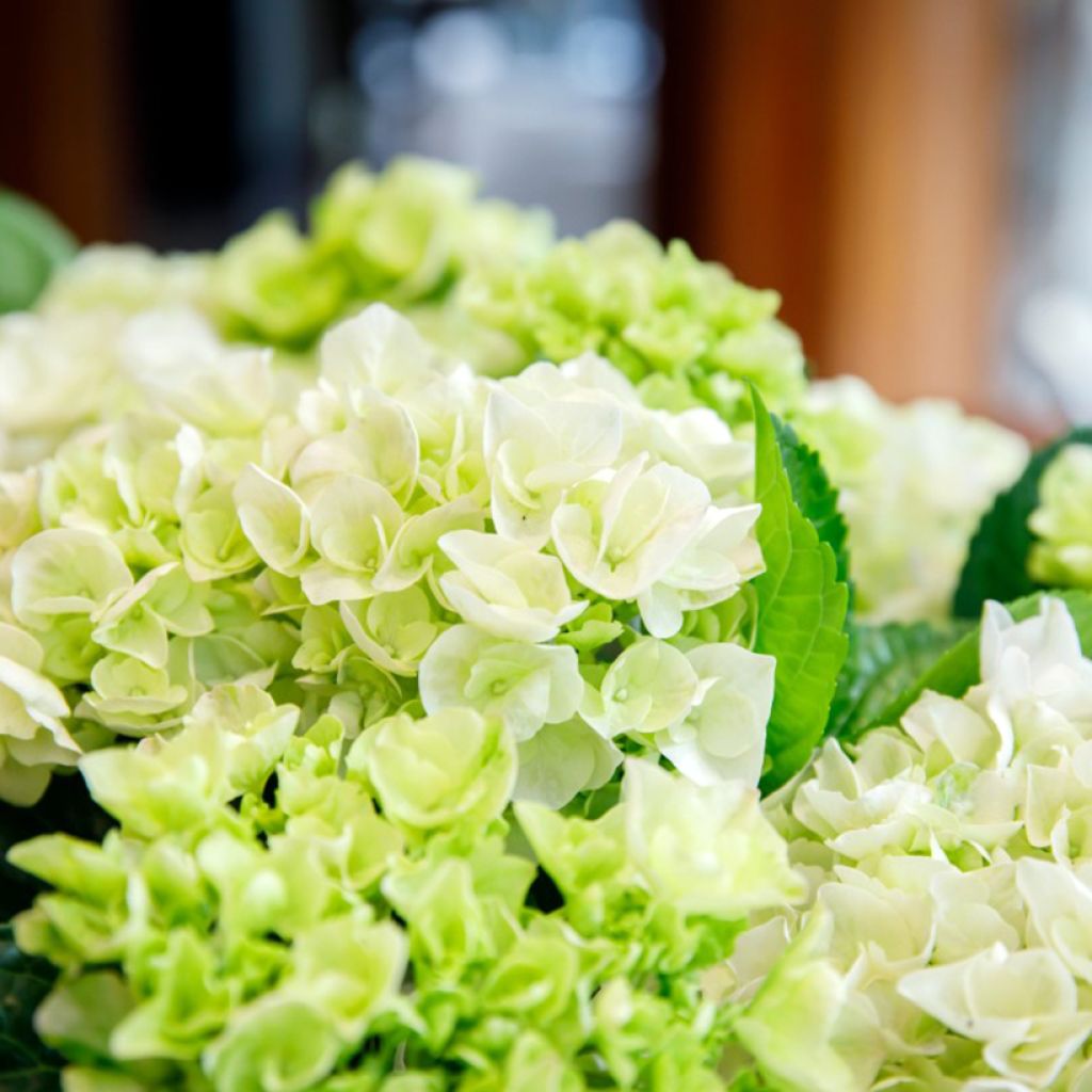 Hydrangea macrophylla Elegant Rosa - Hortensia