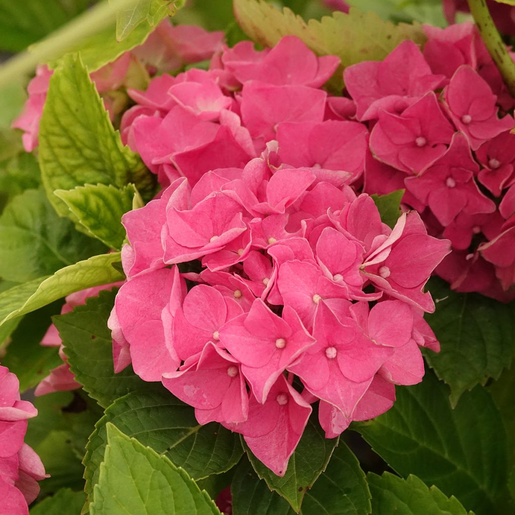 Hydrangea macrophylla Renate Steiniger - Bolhortensia