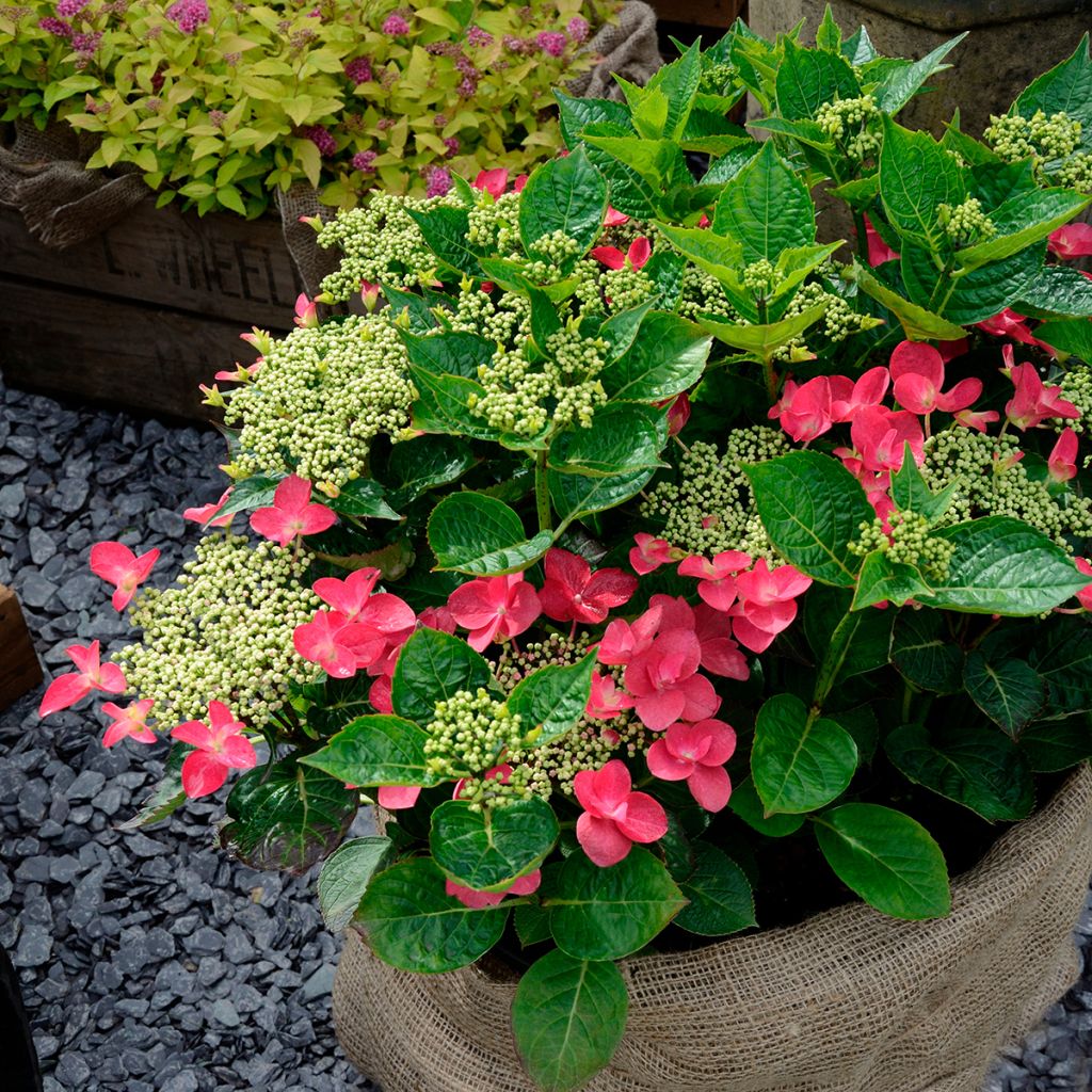 Hydrangea macrophylla Rotschwanz - Schermhortensia