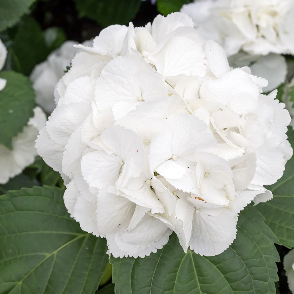 Hydrangea macrophylla Schneeball - Bolhortensia