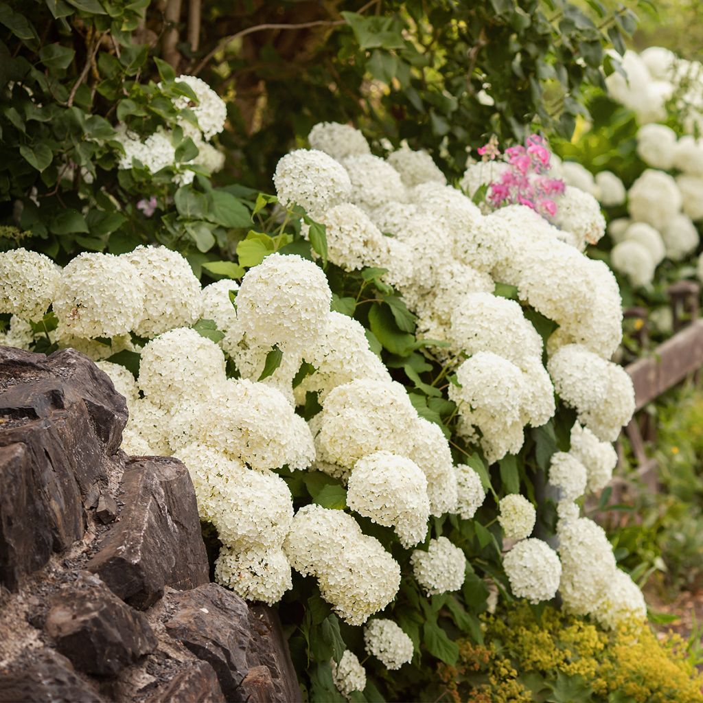 Hydrangea macrophylla Schneeball - Bolhortensia