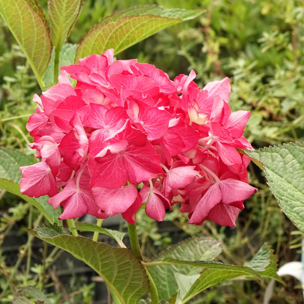 Hydrangea macrophylla Dutch Ladies Selma - Bolhortensia