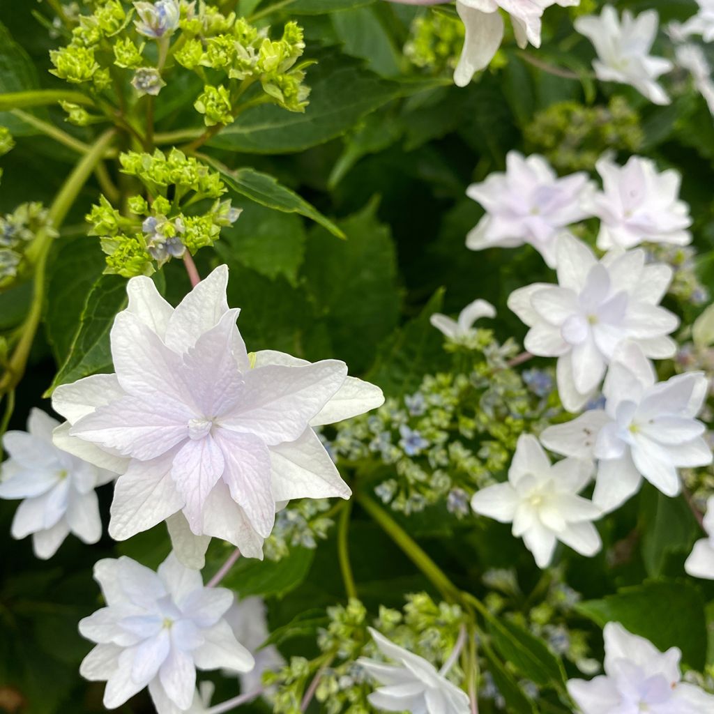 Hydrangea macrophylla Shooting Star - Schermhortensia