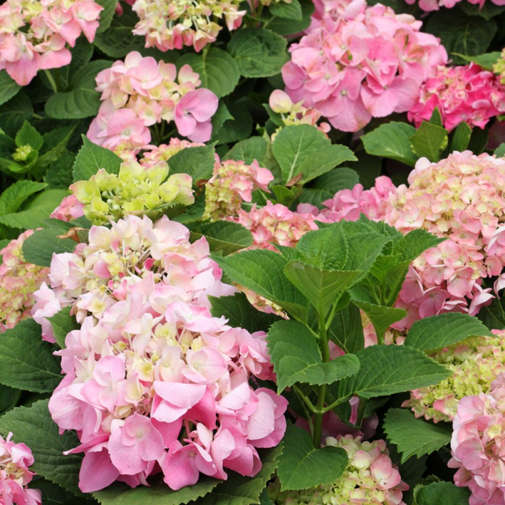 Hydrangea macrophylla Soft Pink Salsa - Boerenhortensia