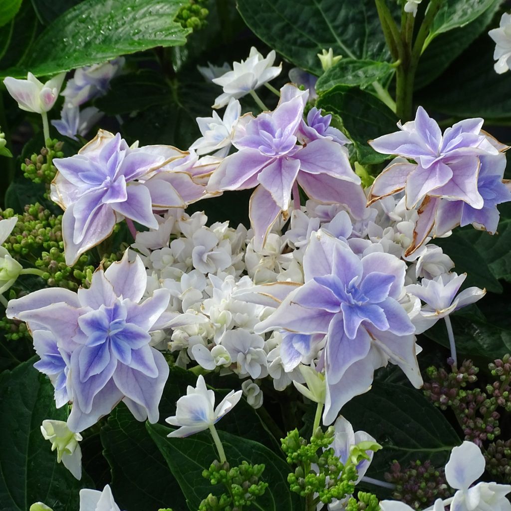 Hydrangea macrophylla Stargazer - Bolhortensia