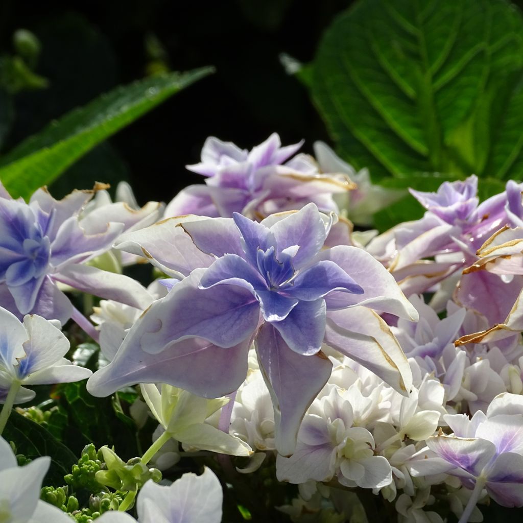 Hydrangea macrophylla Stargazer - Bolhortensia