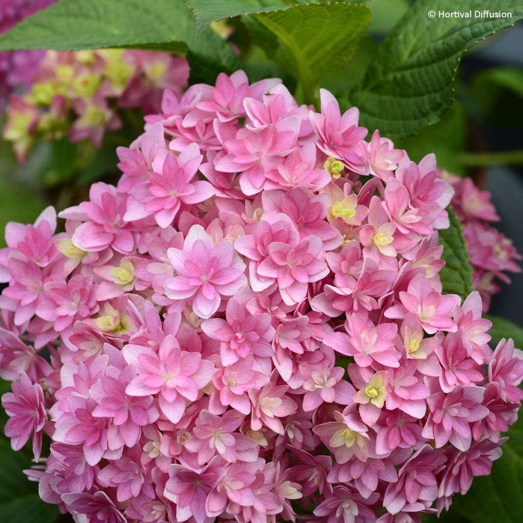 Hydrangea macrophylla Stellar - Bolhortensia roze