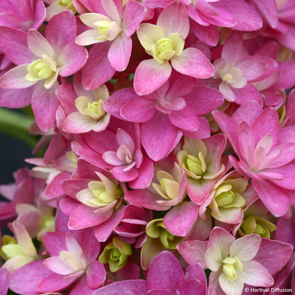 Hydrangea macrophylla Stellar - Bolhortensia roze