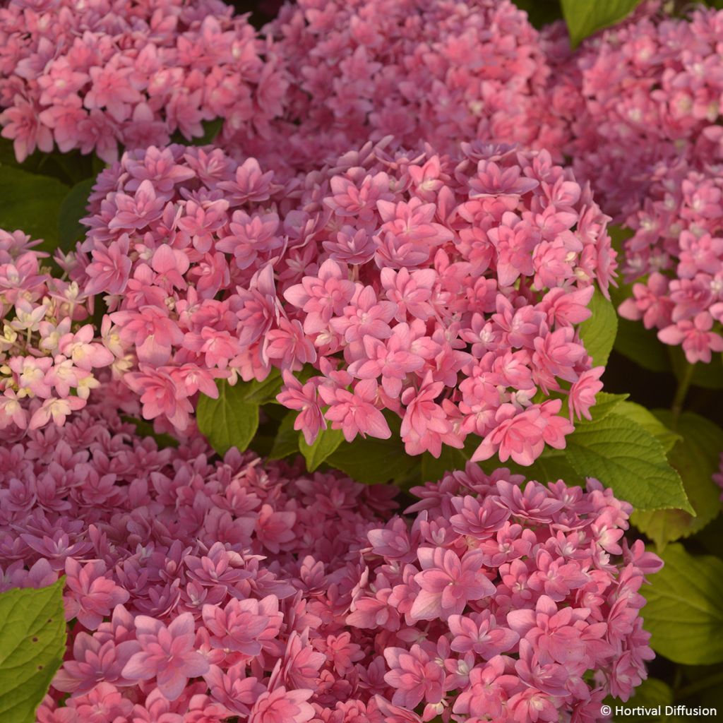 Hydrangea macrophylla Stellar - Bolhortensia roze