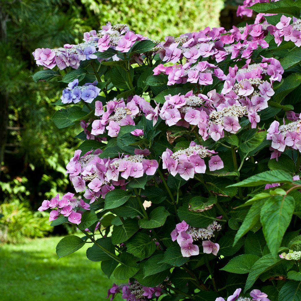 Hydrangea macrophylla Teller Pink - Schermhortensia