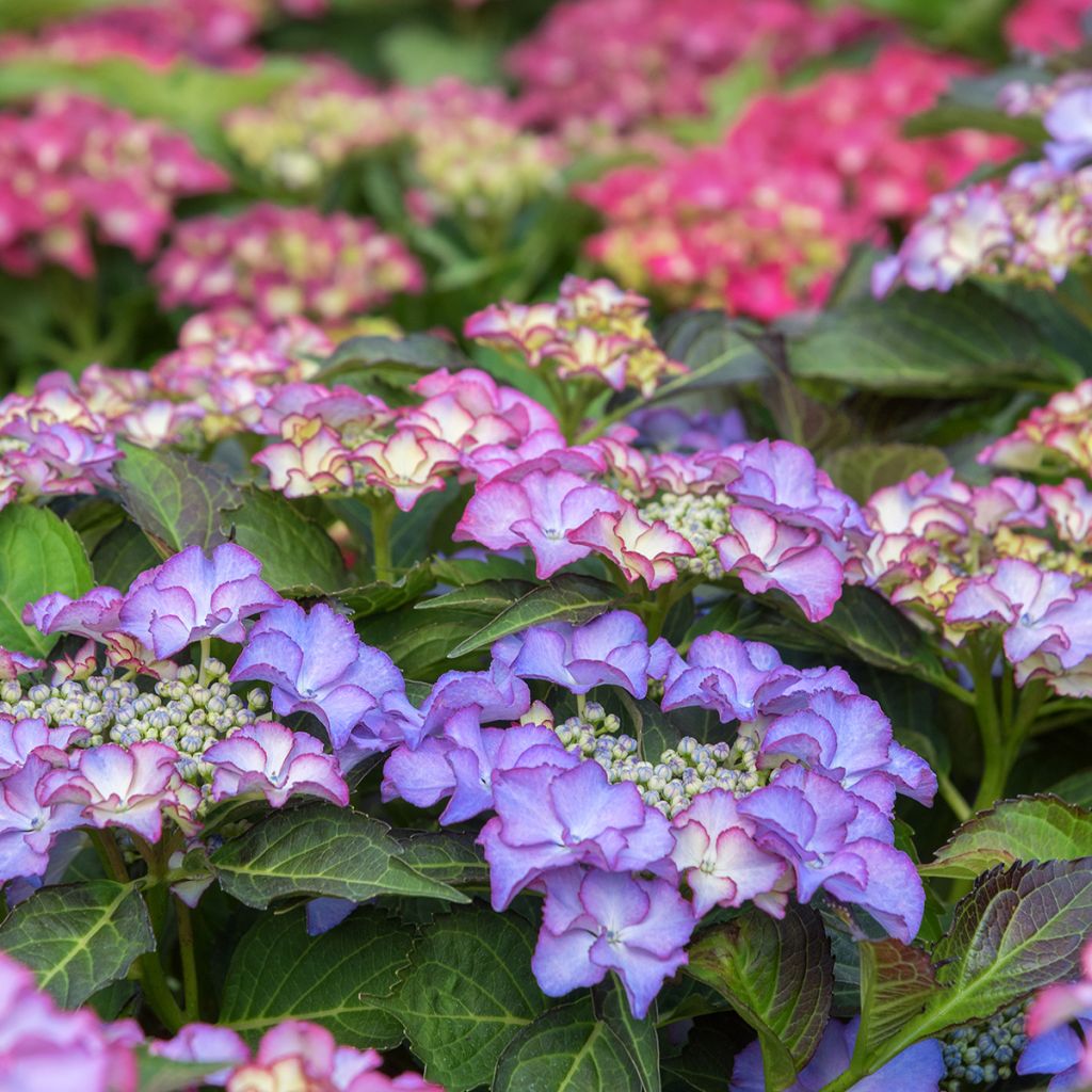 Hydrangea macrophylla Tiffany - Bolhortensia