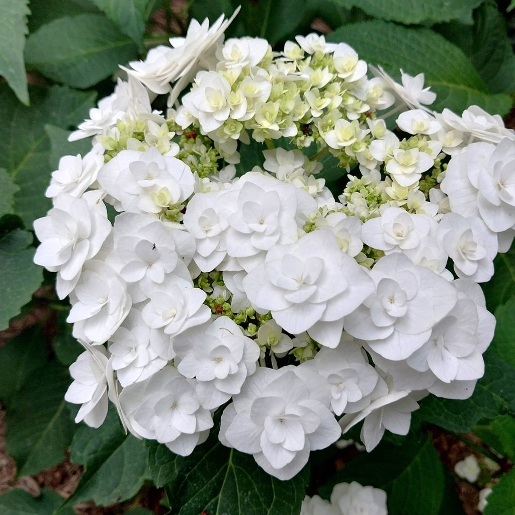 Hydrangea macrophylla Wedding Gown - Schermhortensia