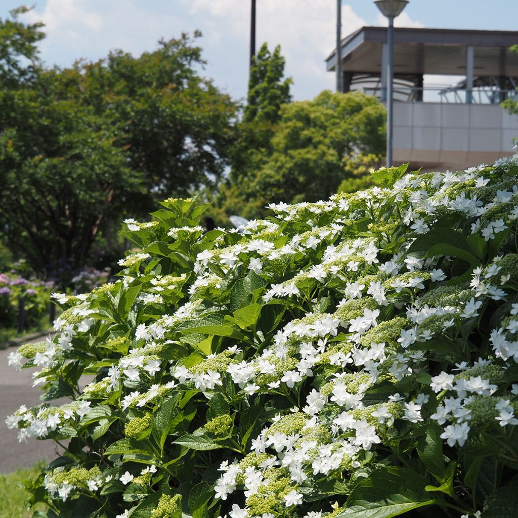 Hydrangea macrophylla Wedding Gown - Schermhortensia