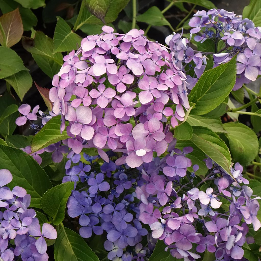 Hydrangea macrophylla Yamato - Bolhortensia