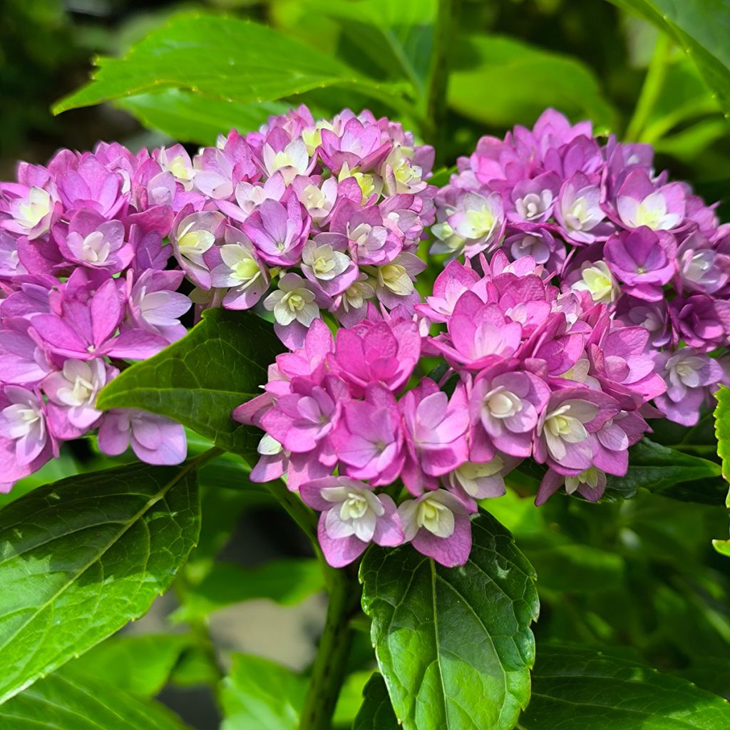 Hydrangea macrophylla You and Me Together - Bolhortensia