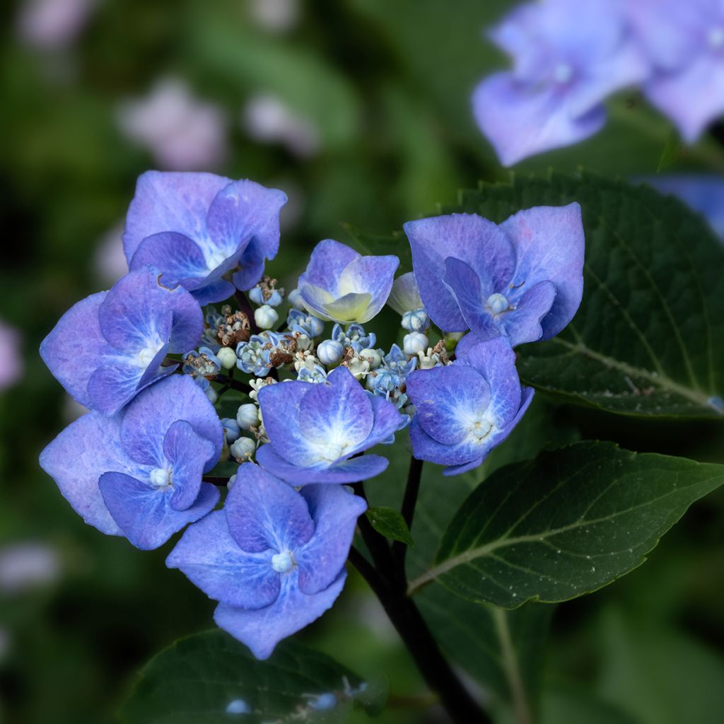 Hydrangea macrophylla Zorro blauw - Schermhortensia