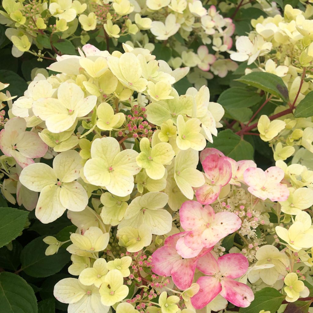 Hydrangea paniculata Diamant Rouge - Pluimhortensia
