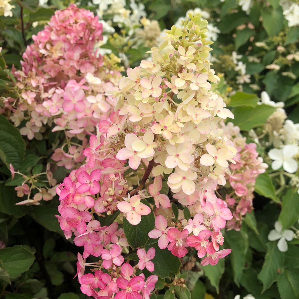 Hydrangea paniculata Fraise Melba - Pluimhortensia