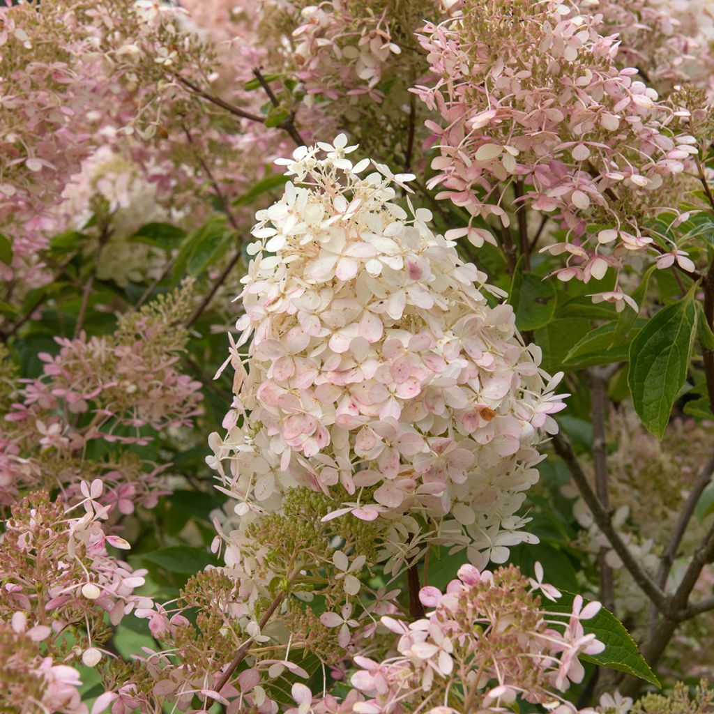 Hydrangea paniculata Pink diamond - Pluimhortensia
