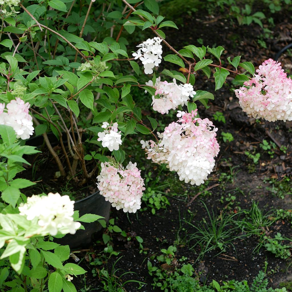 Hydrangea paniculata Pink diamond - Pluimhortensia