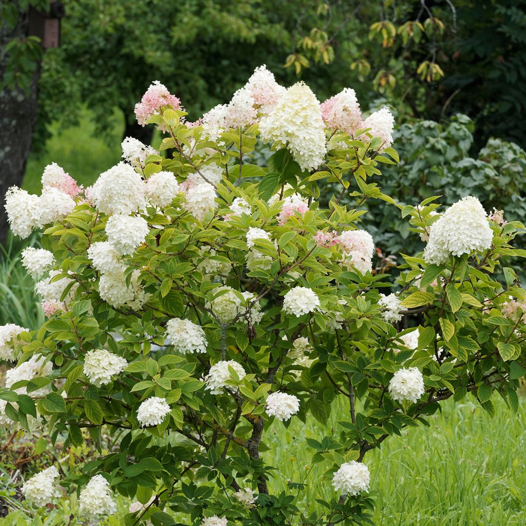 Hydrangea paniculata Pink diamond - Pluimhortensia