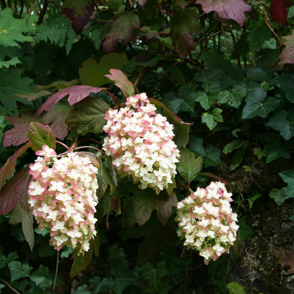 Hydrangea quercifolia Snowflake - Eikenbladhortensia