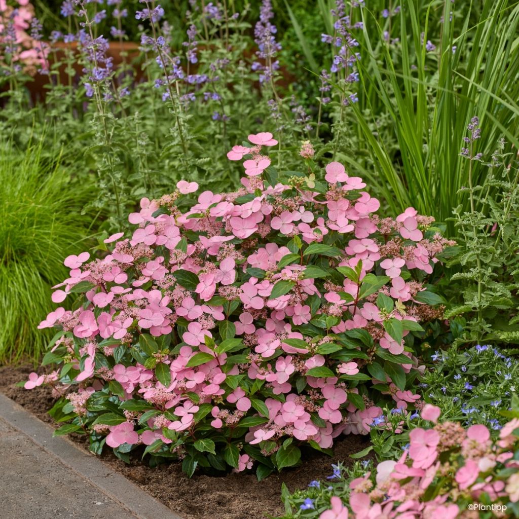 Hydrangea scandens First Love - Guirlande hortensia