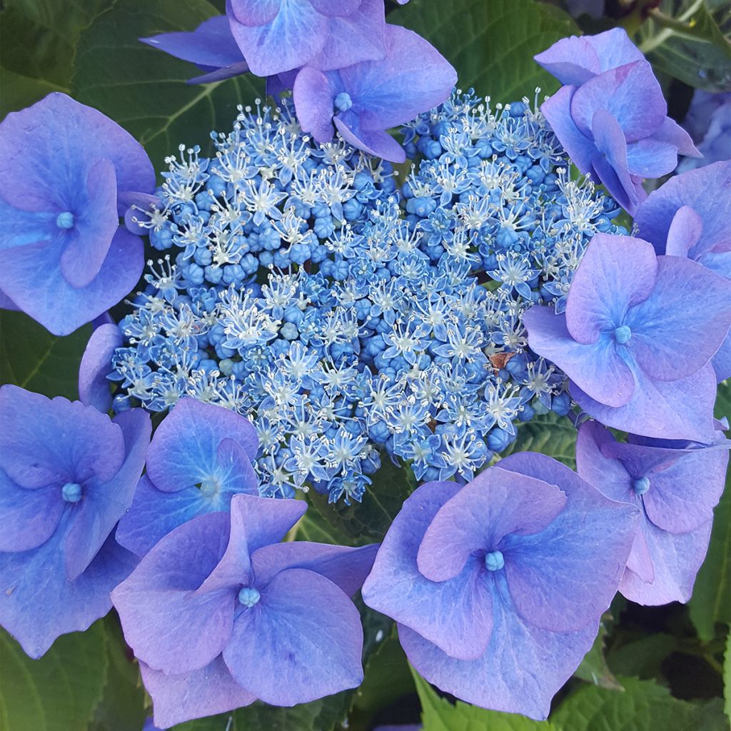 Hydrangea serrata Blue Bird - Berghortensia