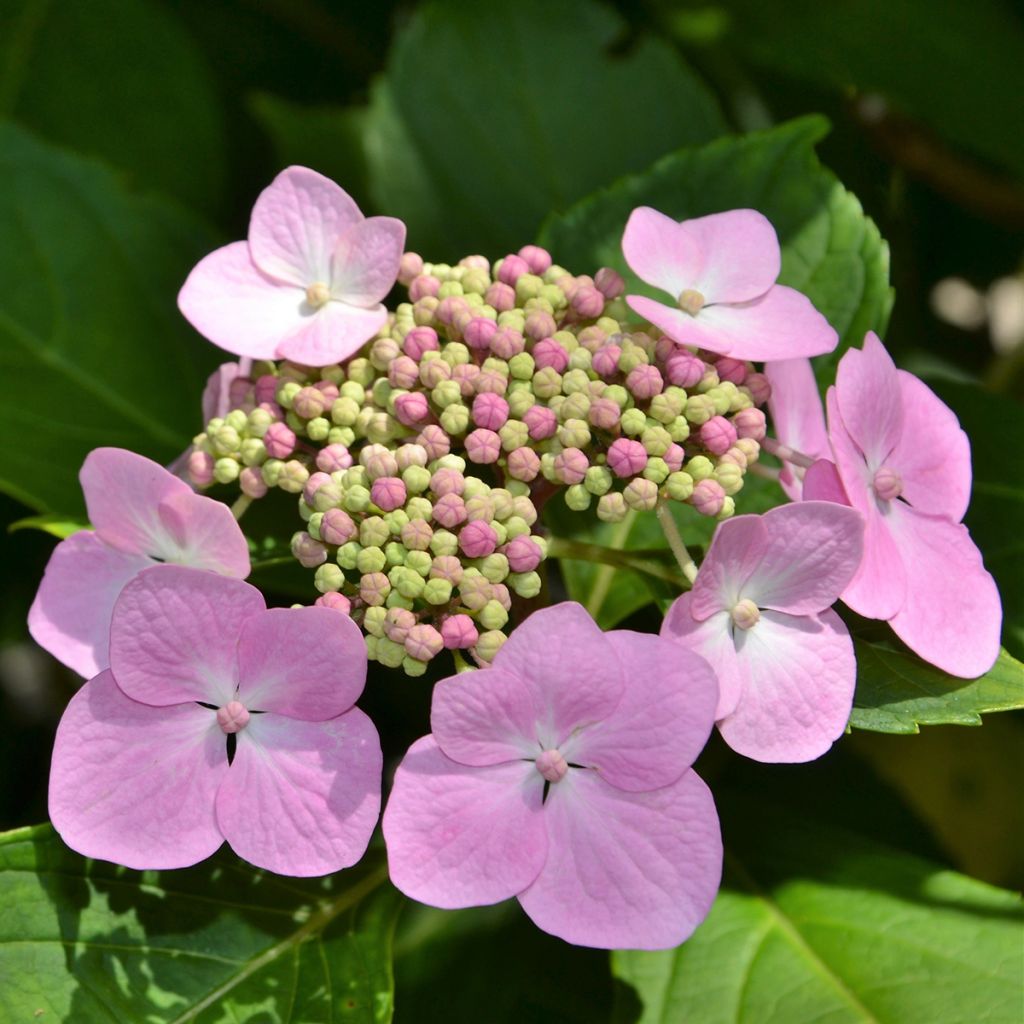 Hydrangea serrata Blue Bird - Berghortensia