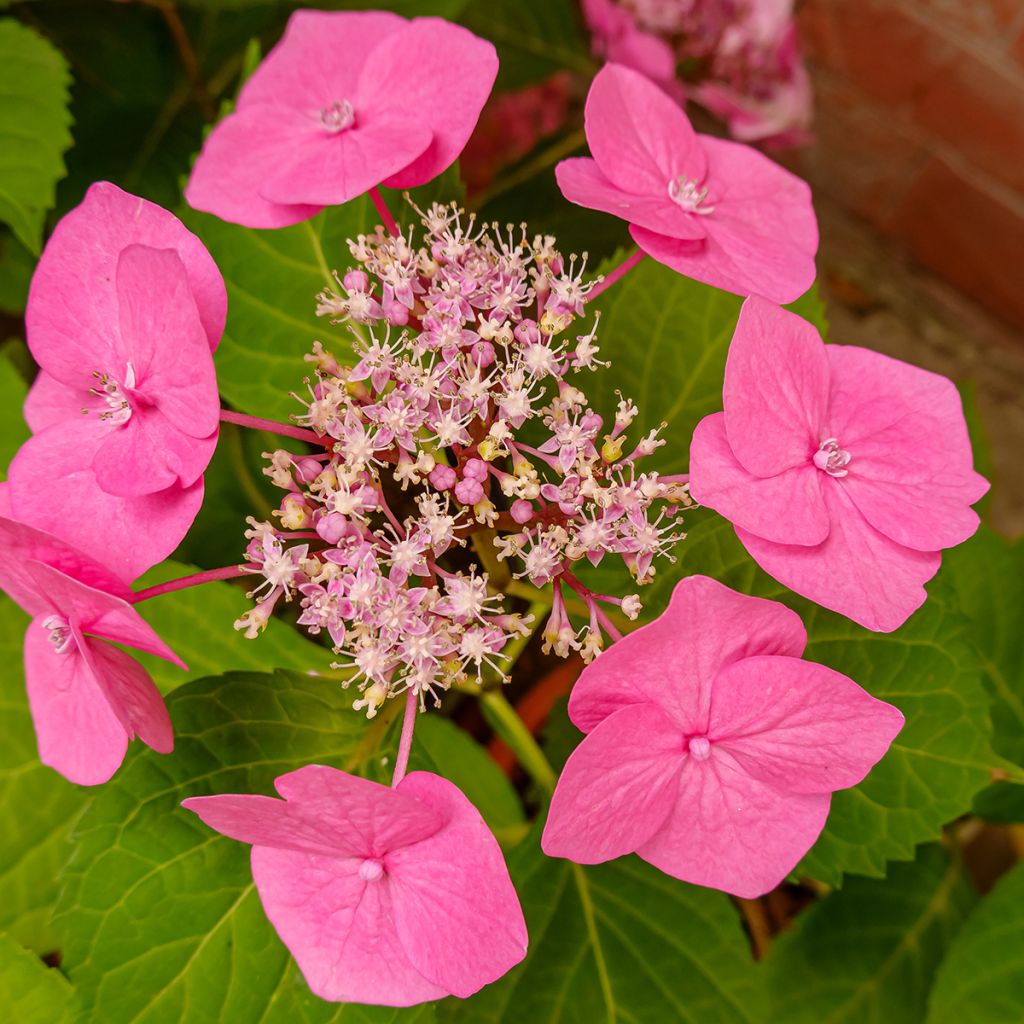 Hydrangea serrata Cotton Candy - Berghortensia