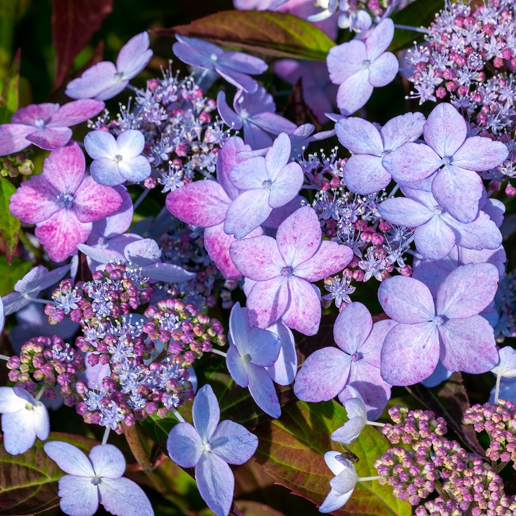 Hydrangea serrata Tiara - Berghortensia