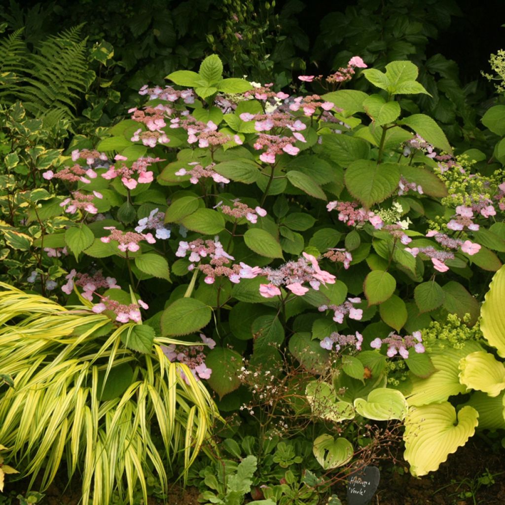 Hydrangea serrata Veerle - Berghortensia