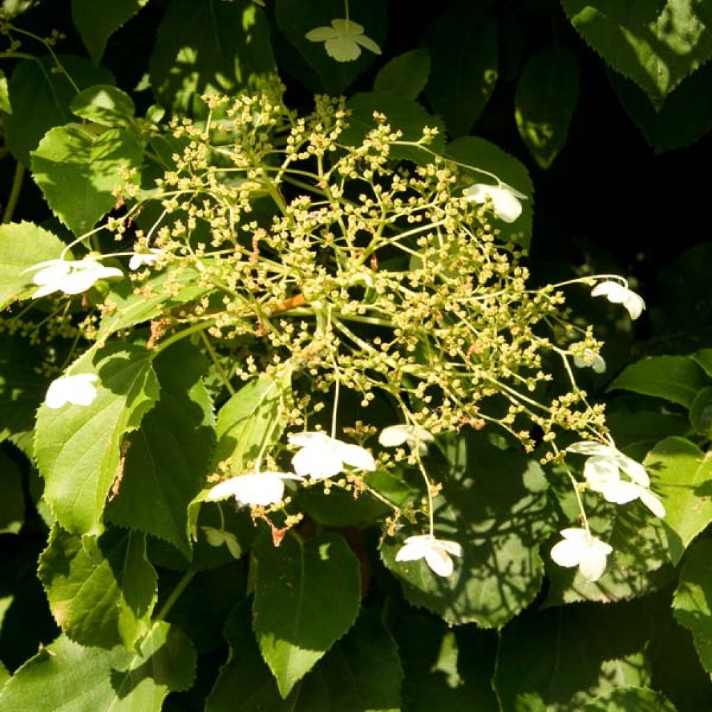 Hydrangea petiolaris - Klimhortensia