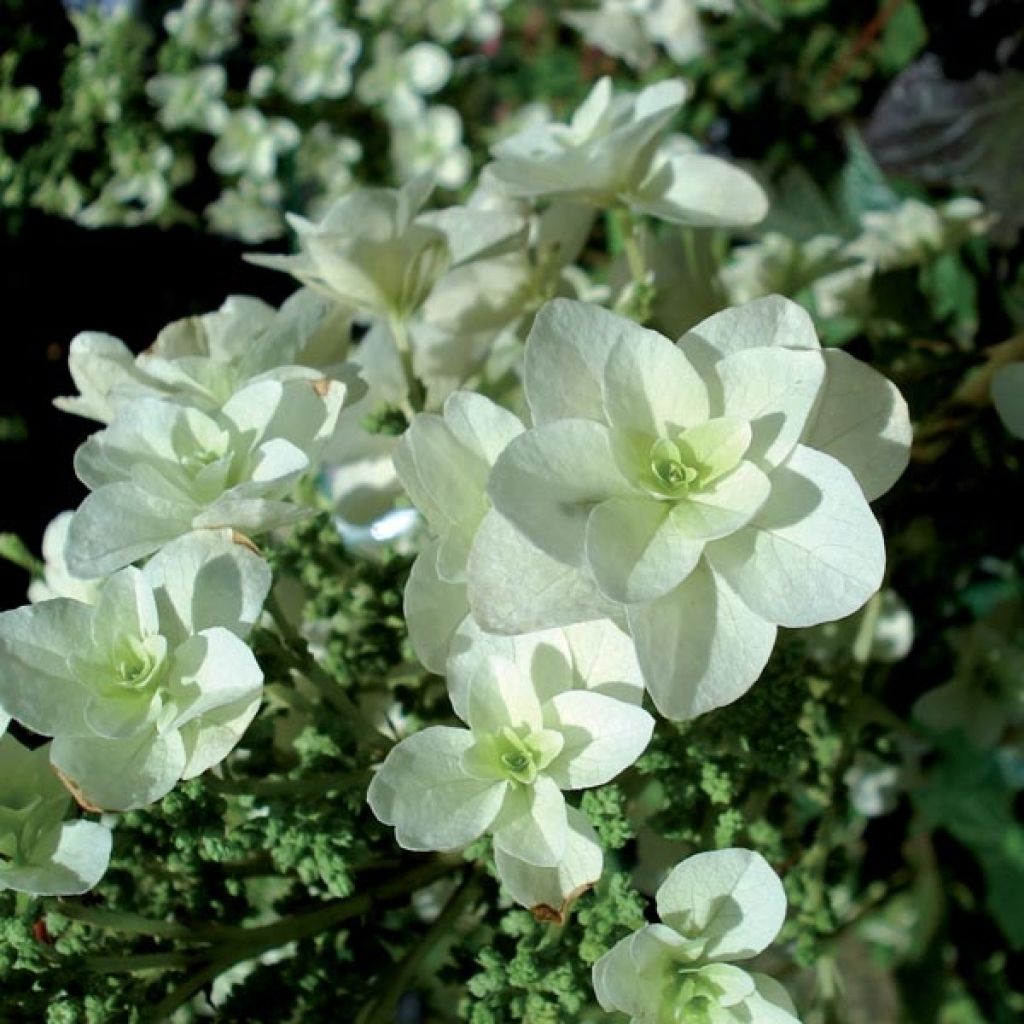 Hydrangea quercifolia Snowflake - Eikenbladhortensia