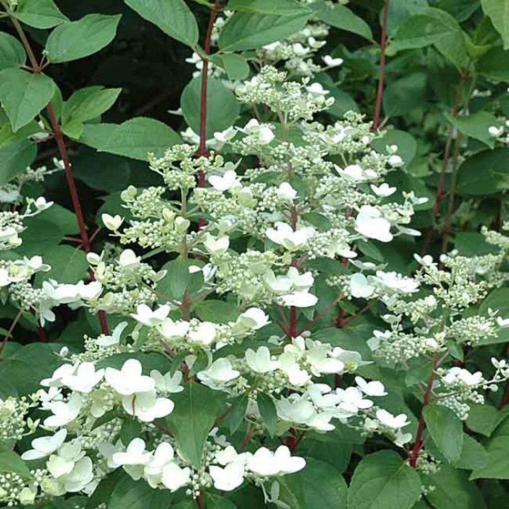 Hydrangea paniculata Wim's red - Pluimhortensia